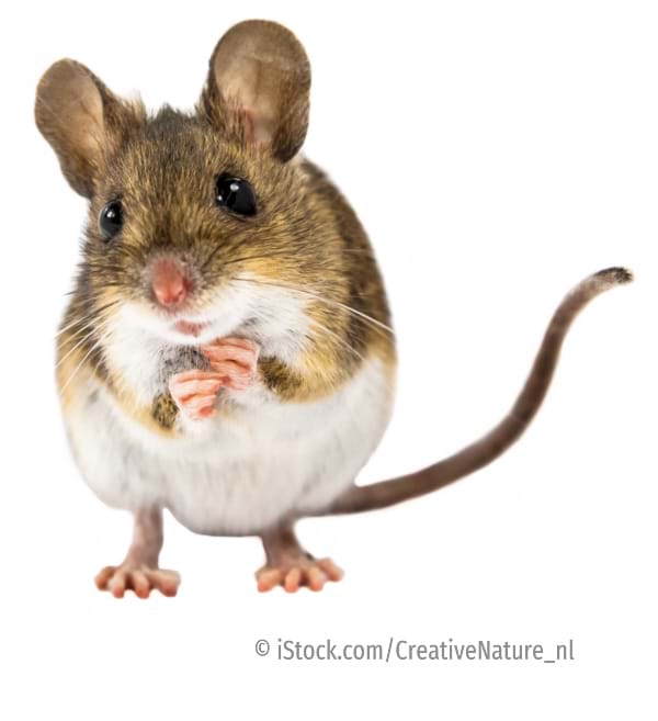 Lohnherstellung von Ergänzungsfuttermittel für Mäuse und andere Nagetiere, Produktentwicklung